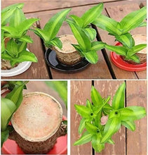 Load image into Gallery viewer, Brazilian Lucky Wood Mini Home Plant Decorations
