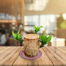 Load image into Gallery viewer, Brazilian Lucky Wood Mini Home Plant Decorations
