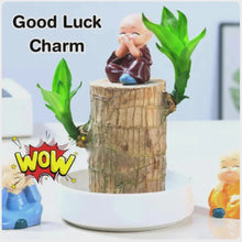 Load image into Gallery viewer, ✨Brazilian Lucky Wood Plant-Mini Home Plant Decorations✨50% OFF
