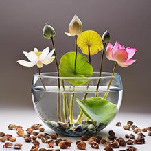 Load image into Gallery viewer, 🌺 Bonsai Lotus Flower Seeds 🔥
