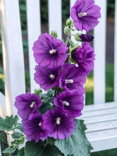 Load image into Gallery viewer, 🎉 50% OFF - Double Bloom Hollyhock Seeds 🌺 Imported Beauty, Now on Sale! 🌸
