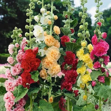 Load image into Gallery viewer, 🎉 50% OFF - Double Bloom Hollyhock Seeds 🌺 Imported Beauty, Now on Sale! 🌸
