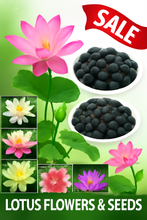 Load image into Gallery viewer, 🌱 🌸 Lotus Seeds:(Buy 1 Get 1 Free )🌸✨ (40+40 Seeds) 🔥+Free Mystery Gift🎁
