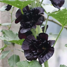 Load image into Gallery viewer, 🎉 50% OFF - Double Bloom Hollyhock Seeds 🌺 Imported Beauty, Now on Sale! 🌸
