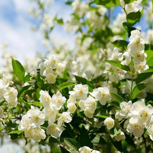 Load image into Gallery viewer, 🌱 Home Grow Jasmine Magic! 🌸✨ Fragrant blooms in your garden! 🌿💚
