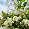 🌱 Home Grow Jasmine Magic! 🌸✨ Fragrant blooms in your garden! 🌿💚