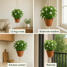 Load image into Gallery viewer, 🌱 Home Grow Jasmine Magic! 🌸✨ Fragrant blooms in your garden! 🌿💚
