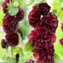 Load image into Gallery viewer, 🎉 50% OFF - Double Bloom Hollyhock Seeds 🌺 Imported Beauty, Now on Sale! 🌸
