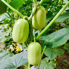 Load image into Gallery viewer, 🥒 Cucumber Golden Boy Lady Seeds – 50% OFF! 🔥
