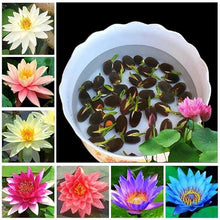 Load image into Gallery viewer, 🌺 Bonsai Lotus Flower Seeds 🔥

