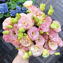 Load image into Gallery viewer, 🔥Hot Sale 50% OFF🌱 Lisianthus Seeds
