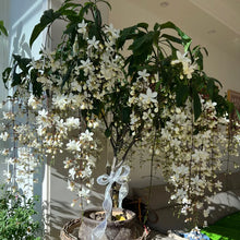 Load image into Gallery viewer, 🌱 Home Grow Jasmine Magic! 🌸✨ Fragrant blooms in your garden! 🌿💚
