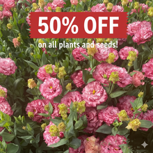 Load image into Gallery viewer, 🔥Hot Sale 50% OFF🌱 Lisianthus Seeds
