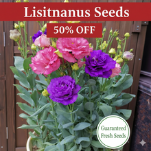 Load image into Gallery viewer, 🔥Hot Sale 50% OFF🌱 Lisianthus Seeds
