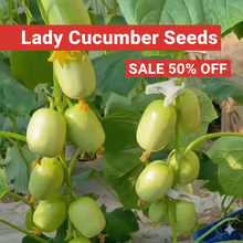 Load image into Gallery viewer, 🥒 Cucumber Golden Boy Lady Seeds – 50% OFF! 🔥
