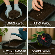 Load image into Gallery viewer, 🔥🖤Flame Black Red Rare Hosta Flower Seeds + 100 grams Organic Pot mix Free 🎁
