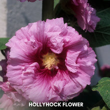 Load image into Gallery viewer, 🎉 50% OFF - Double Bloom Hollyhock Seeds 🌺 Imported Beauty, Now on Sale! 🌸
