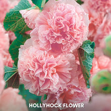 Load image into Gallery viewer, 🎉 50% OFF - Double Bloom Hollyhock Seeds 🌺 Imported Beauty, Now on Sale! 🌸
