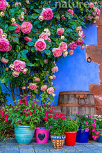 Load image into Gallery viewer, 🌹 Elegant Climbing Rose Flower Seeds🌹
