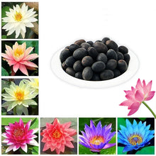 Load image into Gallery viewer, 🌱 🌸 Lotus Seeds:(Buy 1 Get 1 Free )🌸✨ (40+40 Seeds) 🔥+Free Mystery Gift🎁
