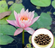 Load image into Gallery viewer, 🌱 🌸 Lotus Seeds:(Buy 1 Get 1 Free )🌸✨ (40+40 Seeds) 🔥+Free Mystery Gift🎁
