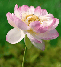 Load image into Gallery viewer, 🌱 🌸 Lotus Seeds:(Buy 1 Get 1 Free )🌸✨ (40+40 Seeds) 🔥+Free Mystery Gift🎁
