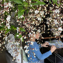 Load image into Gallery viewer, 🌱 Home Grow Jasmine Magic! 🌸✨ Fragrant blooms in your garden! 🌿💚
