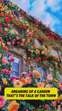 Load image into Gallery viewer, 🌹 Elegant Climbing Rose Flower Seeds🌹
