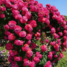 Load image into Gallery viewer, 🌹 Elegant Climbing Rose Flower Seeds🌹
