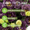 🔥Hot Sale 50% OFF🌱 Lisianthus Seeds