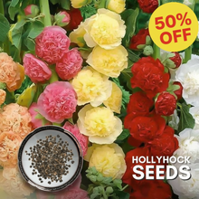 Load image into Gallery viewer, 🎉 50% OFF - Double Bloom Hollyhock Seeds 🌺 Imported Beauty, Now on Sale! 🌸
