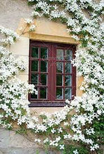 Load image into Gallery viewer, 🌱 Home Grow Jasmine Magic! 🌸✨ Fragrant blooms in your garden! 🌿💚
