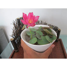 Load image into Gallery viewer, 🌱 🌸 Lotus Seeds:(Buy 1 Get 1 Free )🌸✨ (40+40 Seeds) 🔥+Free Mystery Gift🎁

