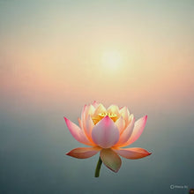 Load and play video in Gallery viewer, 🌱 🌸 Lotus Seeds:(Buy 1 Get 1 Free )🌸✨ (40+40 Seeds) 🔥+Free Mystery Gift🎁
